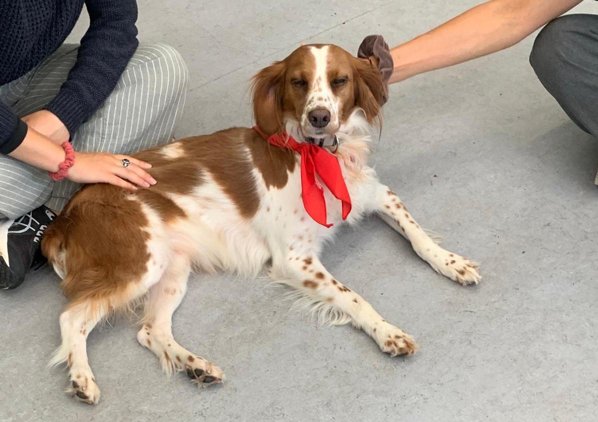 It isn’t only students that experience a release of oxytocin during a stroking session but also the dogs