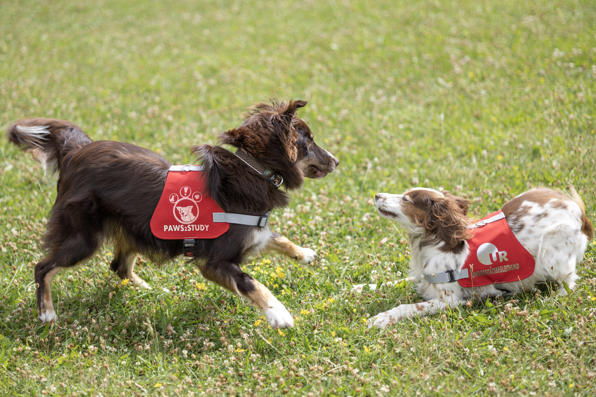 Die Hunde Aljosha und Lakota spielen nach ihrem Einsatz