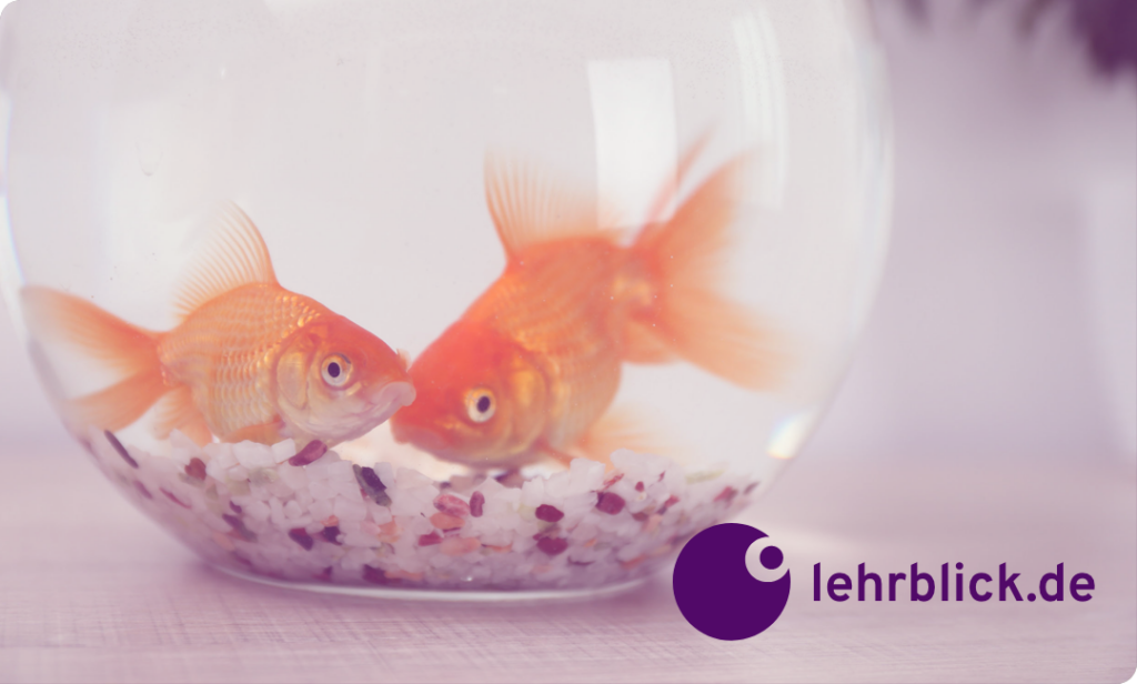 two goldfish in a glass bowl